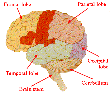 psychology brain map